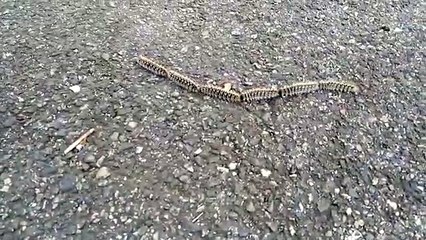 Des Chenilles Processionnaires du Pin - Route d'Espagne à Toulouse