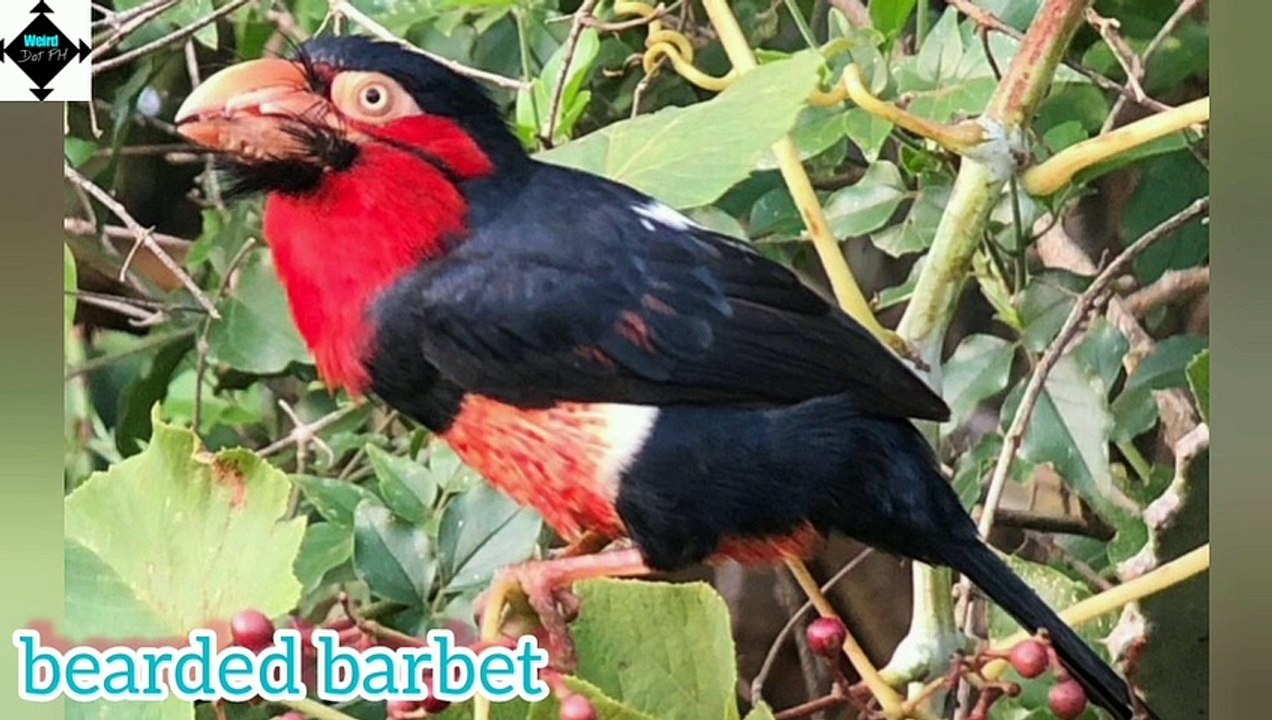 TOP 10 MOST BEAUTIFUL AND UNUSUAL ANIMALS part 3 || weird nature || weird animals || trivia