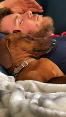 Perro salchicha le da un ‘beso’ de buenas noches a su dueño y video se hace viral