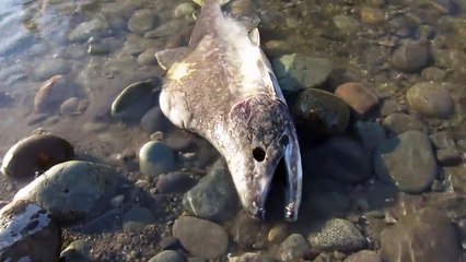 El ‘salmón zombi’ muere después de aparearse y comienza a pudrirse mientras aún está vivo