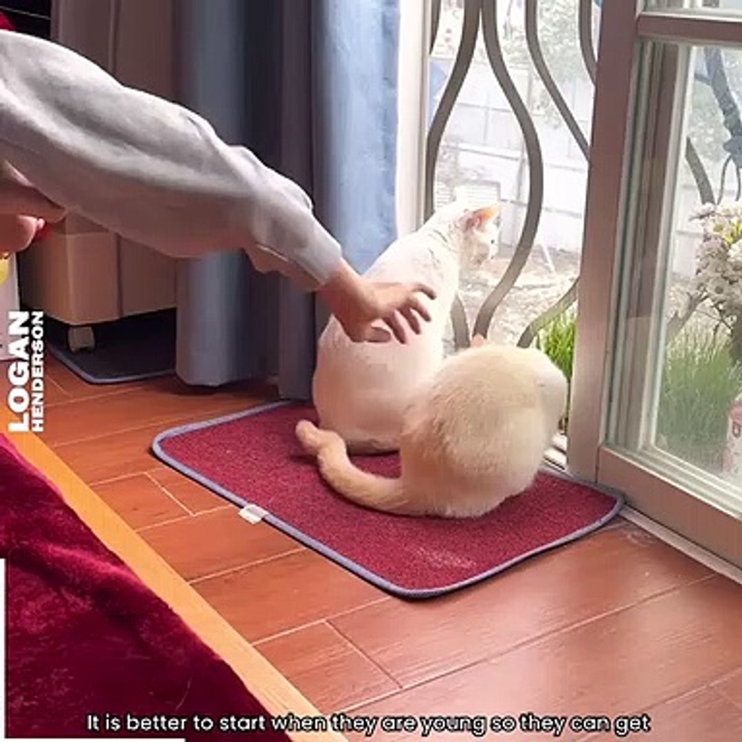 Cats Being Cats