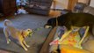 Dogs Get Lazy While Playing Tug War With One Another