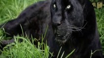 dunia fauna22,macan kumbang hitam sang penakluk macan tutul dan predator buas__macan hitam
