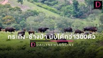 ครั้งแรกเทศกาลนับ กระทิง-ช้างป่า วังน้ำเขียว นับได้กว่า300ตัว  | HOTSHOT เดลินิวส์ 27/03/65