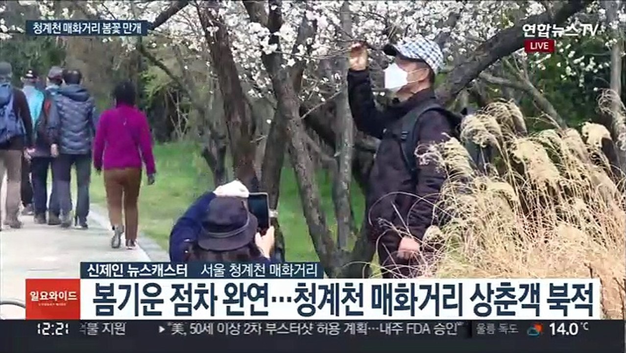 청계천 수놓은 매화…방역 지키며 봄나들이