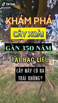 Cây xoài 350 tuổi vẫn ra quả sum sê