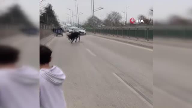 İspanyol arenasını aratmayan görüntüler... Sahibinin elinden kaçan boğa ortalığı birbirine kattı
