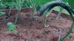 Amazing Robot Weeder for Home Gardens | Weeding Robot will blow your mind! | Tertill Weeding Robot