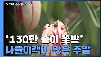130만 송이 꽃과 '찰칵'..."가족과 놀이공원 봄나들이" / YTN