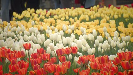 [영상] 봄을 부르는 꽃의 향연 / YTN