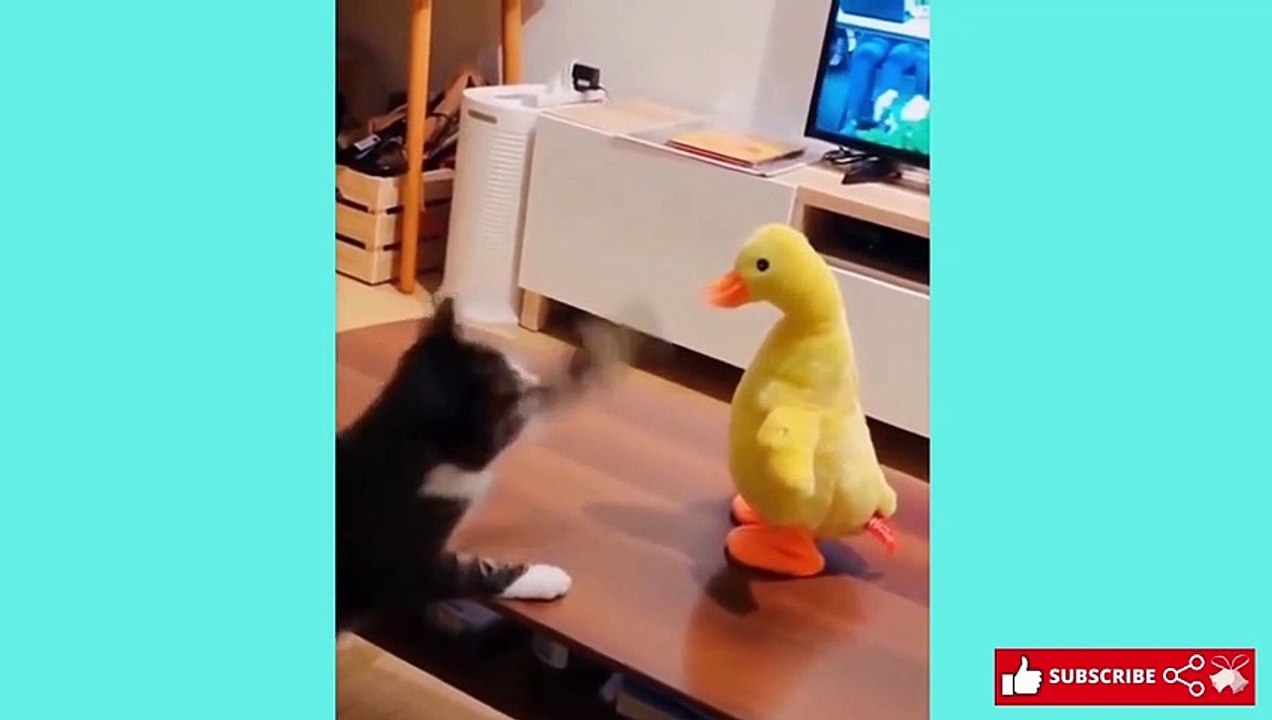 Funniest Cats and Dogs | Funny Animal Videos | Fun Shorts #505