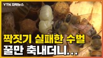 [자막뉴스] 꿀만 축내던 '짝짓기 실패' 수벌의 화려한 변신 / YTN