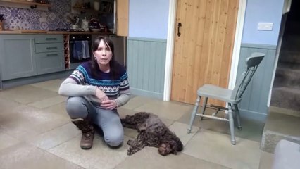 YORKSHIRE DOG WHISPERER TECHNIQUES