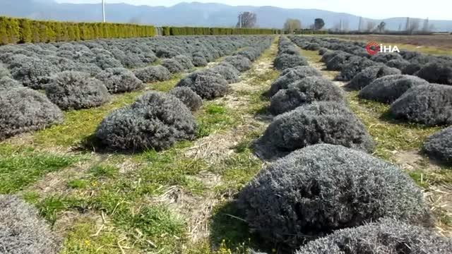 Balıkesir Tıbbı ve Aromatik Bitki Yetiştiriciliği Eğitim Merkezi oldu