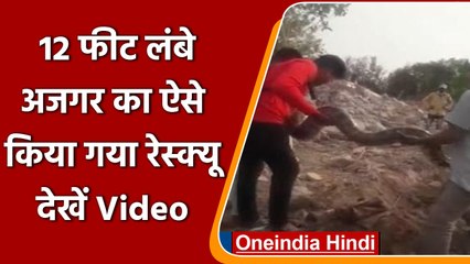 Gujarat: 12 फीट लंबा अजगर मिलने से हड़कंप, ऐसे किया गया रेस्क्यू | #Shorts | वनइंडिया हिंदी