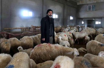 220 koyunu telef oldu... Yem firması hakkında suç duyurusunda bulundu