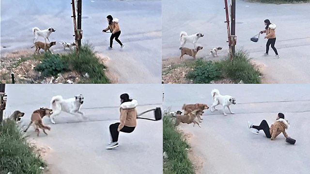 Köpeklerin saldırdığı genç kızın korku dolu anları kamerada