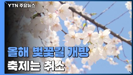 올해도 전국 벚꽃축제는 취소...벚꽃길은 모두 개방 / YTN