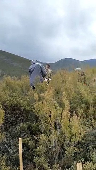 Reforestación en Valdavido