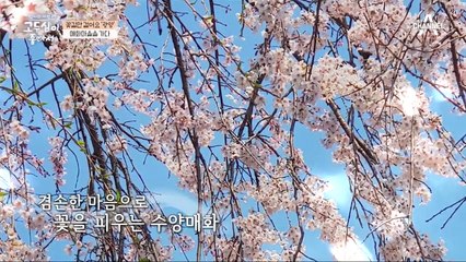 향긋함 가득한 매화마을을 찾은 두심과 은혜, 그곳에서 마주한 두심의 특별한 인연?