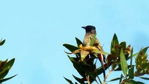 Red Vented Bulbul  (Pycnonotus cafer) - Bulbul Video - Bulbul Bird - Birds - Birds Video