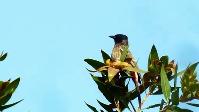 Red Vented Bulbul (Pycnonotus cafer) - Bulbul Video - Bulbul Bird - Birds - Birds Video