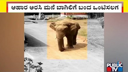 ಆಹಾರ ಅರಸಿ ಬಂದ ಒಂಟಿ ಸಲಗ ಬಾಳೆಹಣ್ಣು ತಿಂದು ಕಾಡಿಗೆ ವಾಪಸ್ | Sakleshpura | Elephant