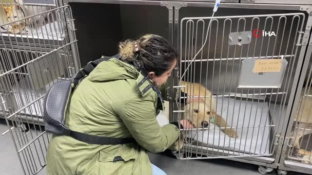 Sahiplendiği köpeğine çarpan aracın peşine düştü... Sürücü durumu polise itiraf etmek zorunda kaldı