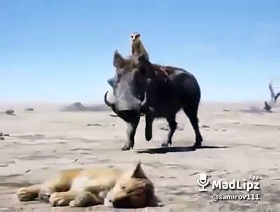 وحزاق_عندوا_المظا__
