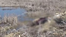 Beyşehir Gölü kıyısında erkek cesedi bulundu