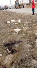 Son dakika haberleri: ESKİŞEHİR'DE BİR KEDİ YAKILARAK ÖLDÜRÜLDÜ