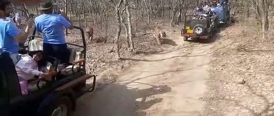 रणथम्भौर से करौली तक पर्यटन के प्रस्ताव पर लगे मोहर तो मिले नए आयाम