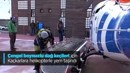 Dağ keçileri için Kaçkar Dağlarına yem taşındı