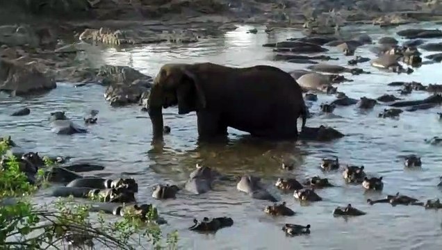 Cet hippopotame s'amuse à embêter un éléphant