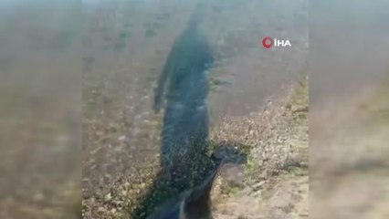 Bursa'da telef olan yunus balığı karaya vurdu