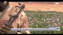 قوات حرس الحدود بالاشتراك مع وزارة الداخلية تقوم بحملة مكبرة للبحث عن الزراعات المخدرة في سيناء