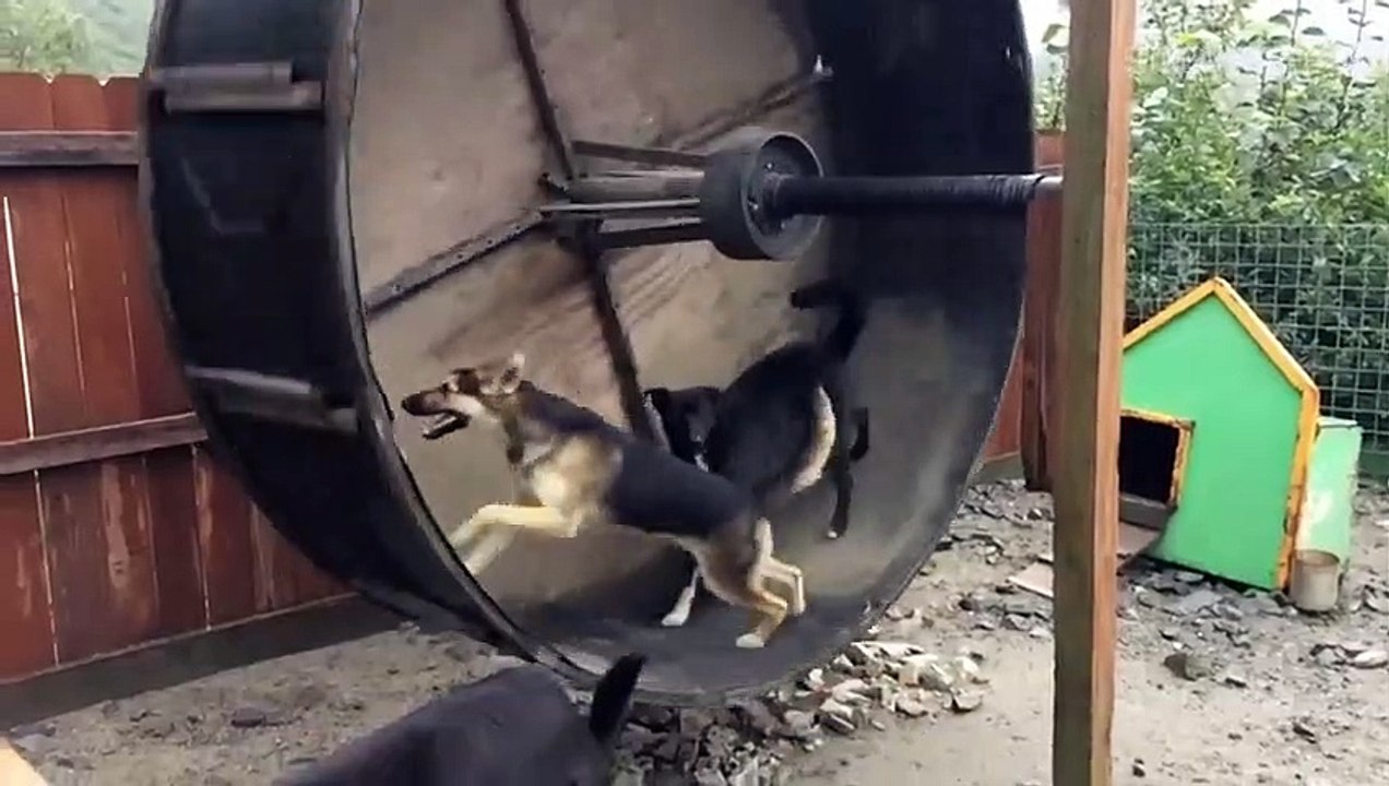 World’s Funniest Animals S02E13