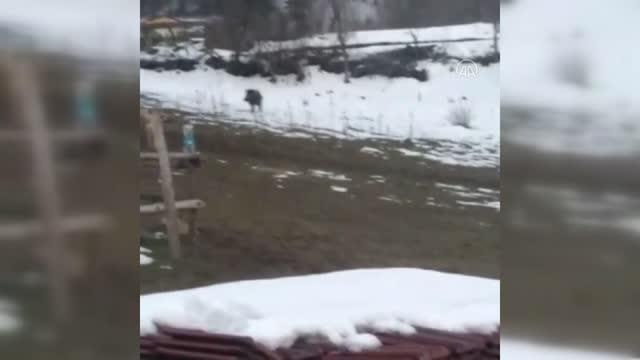 Yerleşim yerine inen tilki ve domuz görüntülendi