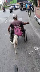 Dog Helps Push Owner's Wheelchair