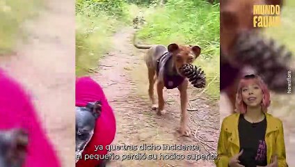 Él es Newt, el perrito sin hocico que de seguro te enamorará