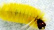 Lagarta amarela, yellow moths (Lophocampa sp)