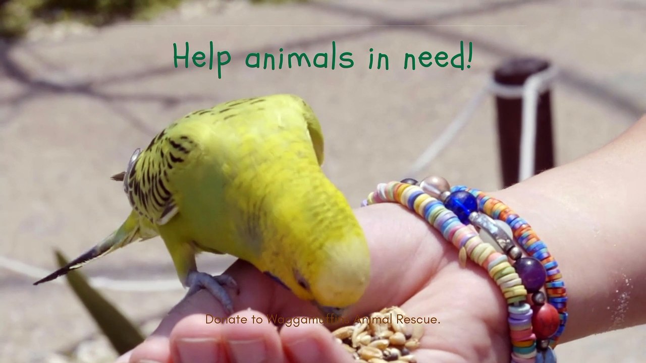 Help Animals in Need