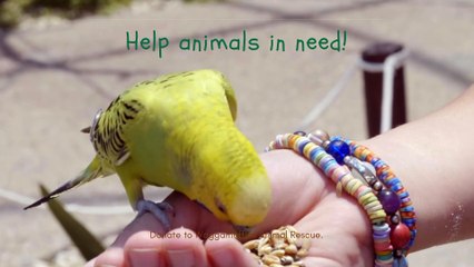 Help Animals in Need