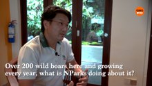 Over 200 wild boars here and growing every year, what is NParks doing about it?