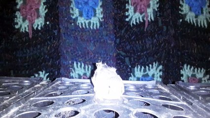 ZEBRA FINCH 20210330_055143