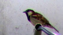 Pardal,  sparrowor roof sparrow (Passer domesticus )