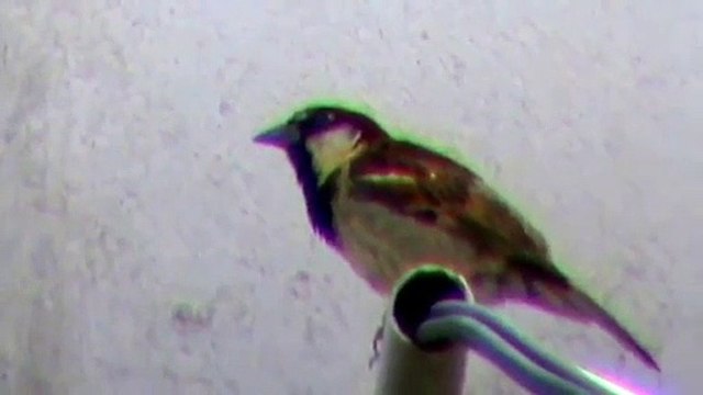 Pardal, sparrowor roof sparrow (Passer domesticus )