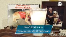 Muere Nalah, la perrita rescatista en el sismo del 19S; en redes la confunden con Frida