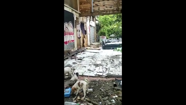 Des chiens sortis d'un squat signalé de longue date à Saint-Denis