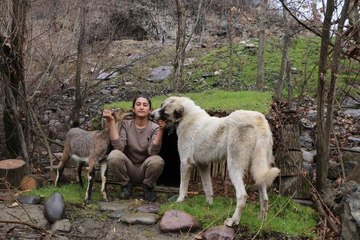 DOĞADA BULUP BARINAK YAPTIĞI DAĞ KEÇİSİ YANINDAN AYRILMIYOR